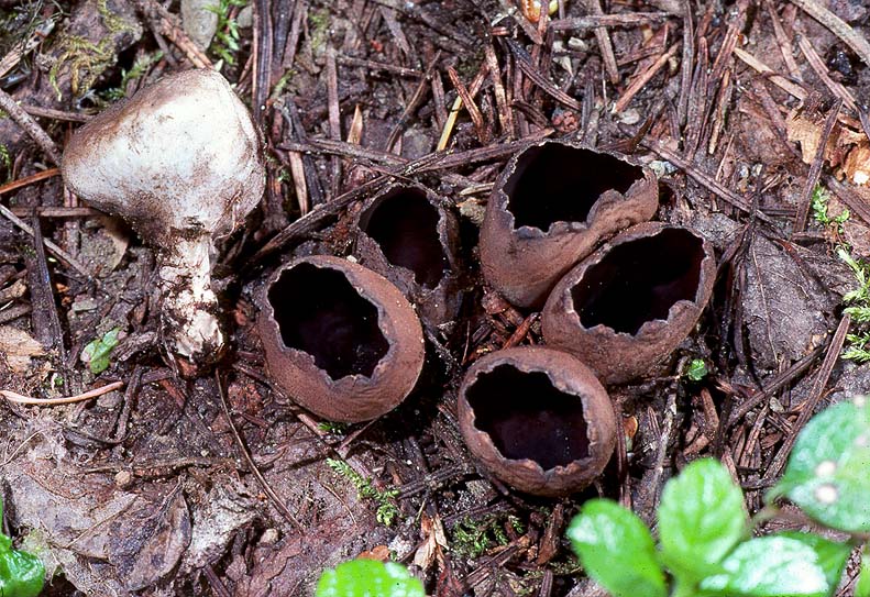 Neournula pouchetii